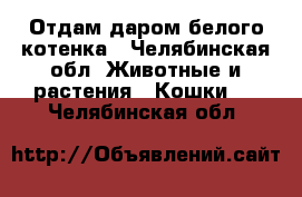 Отдам даром белого котенка - Челябинская обл. Животные и растения » Кошки   . Челябинская обл.